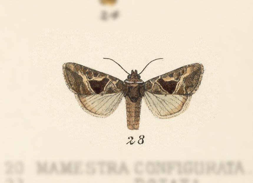 Hexorthodes oriza