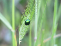 Hordeum spontaneum