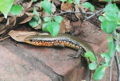 Plestiodon chinensis