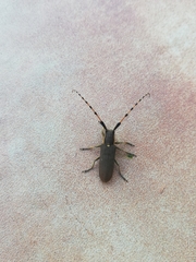 Agapanthia annularis