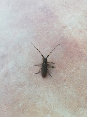 Agapanthia annularis