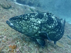 Epinephelus daemelii