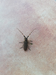 Agapanthia annularis