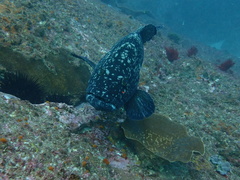 Epinephelus daemelii