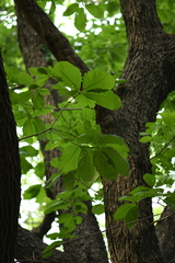 Quercus aliena