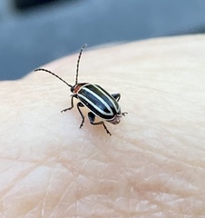 Disonycha pensylvanica