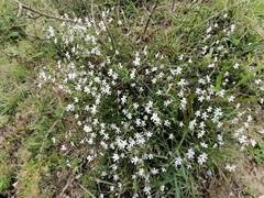 Chascanum