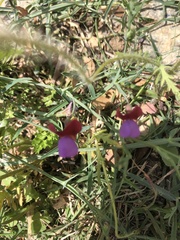 Lathyrus clymenum