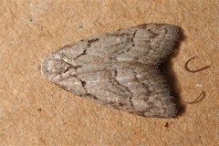 Nola thymula