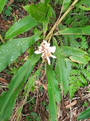 Alpinia shimadae