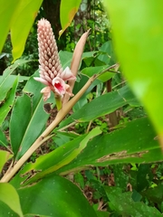 Alpinia shimadae