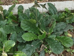 Phyllagathis rotundifolia