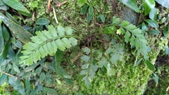 Asplenium ritoense