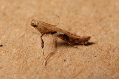 Caloptilia semifascia