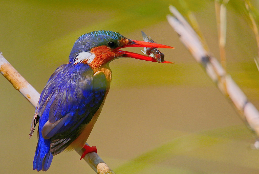 African River Kingfishers