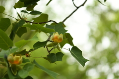 Liriodendron × sinoamericanum