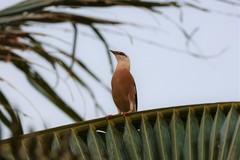 Acridotheres leucocephalus