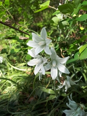 Ornithogalum nutans