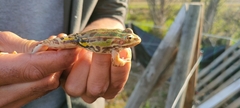 Pelophylax lessonae