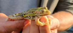 Pelophylax lessonae