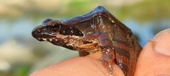 Rana latastei