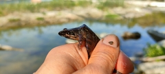 Rana latastei