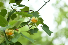 Liriodendron × sinoamericanum