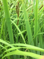 Carex shortiana