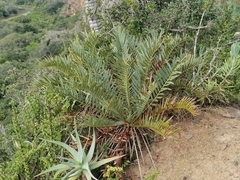 Encephalartos trispinosus