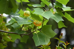 Liriodendron × sinoamericanum