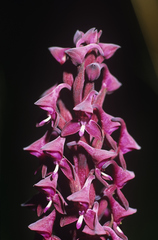 Disa hircicornis