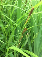 Carex shortiana