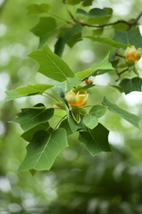 Liriodendron × sinoamericanum