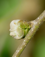 Phytoptus avellanae