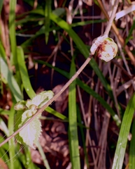 Phytoptus avellanae