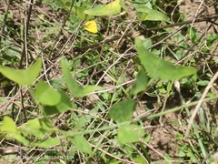 Christia vespertilionis