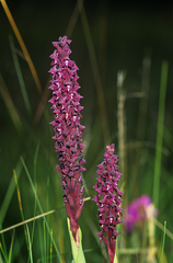 Disa hircicornis