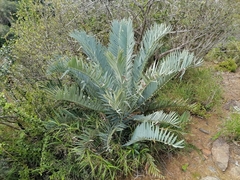 Encephalartos trispinosus