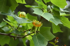 Liriodendron × sinoamericanum
