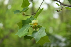 Liriodendron × sinoamericanum