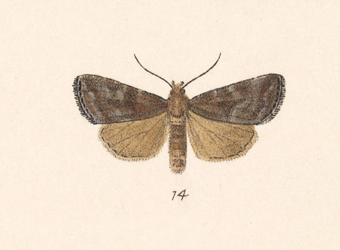 Ogdoconta lilacina