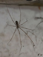 Holocnemus pluchei