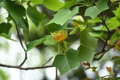 Liriodendron × sinoamericanum