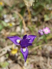 Moraea sisyrinchium