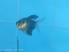 Gymnocorymbus ternetzi