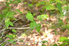 Crataegus dodgei