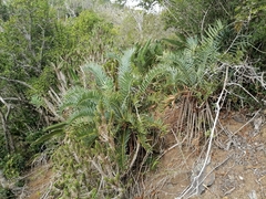 Encephalartos trispinosus