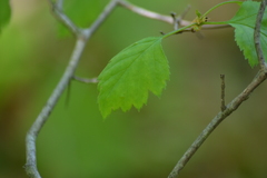 Crataegus dodgei