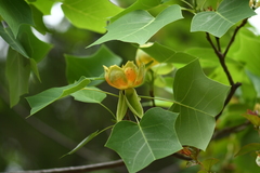 Liriodendron × sinoamericanum