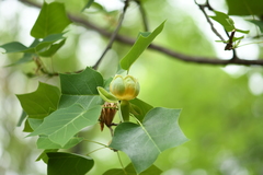 Liriodendron × sinoamericanum